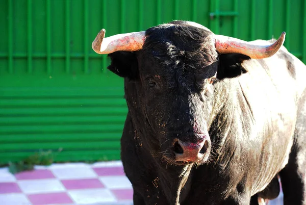 Toro Fuerte Español Con Cuernos Grandes España — Foto de Stock