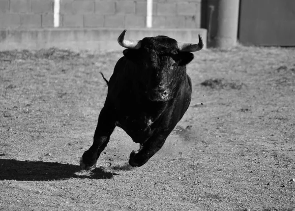 Spanischer Starker Stier Mit Großen Hörnern Auf Spanischem Boden — Stockfoto