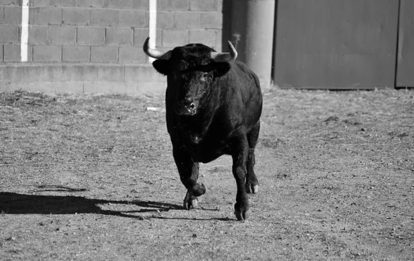 Spanischer Starker Stier Mit Großen Hörnern Auf Spanischem Boden — Stockfoto