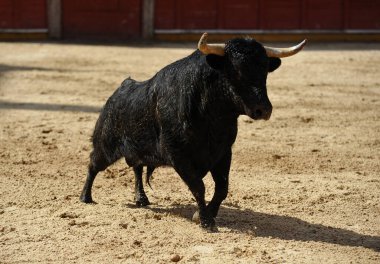Büyük boynuzlu İspanyol boğası geleneksel boğa güreşi gösterisinde