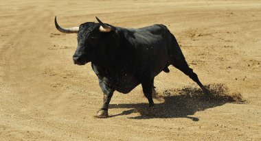 Büyük boynuzlu İspanyol boğası geleneksel boğa güreşi gösterisinde