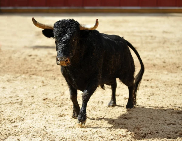 Touro Espanhol Com Chifres Grandes Espetáculo Tradicional Tourada — Fotografia de Stock