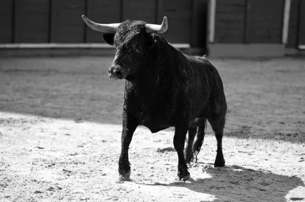 在传统的斗牛场面中 长着大喇叭的西班牙公牛 — 图库照片