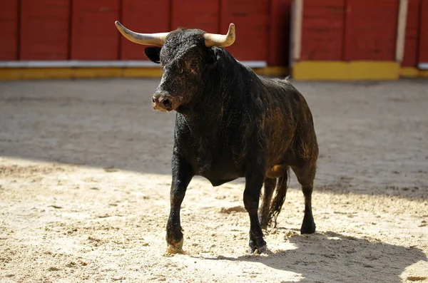 Touro Espanhol Com Chifres Grandes Espetáculo Tradicional Tourada — Fotografia de Stock