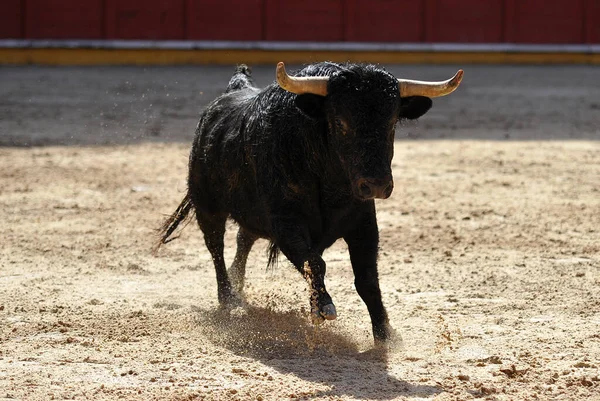 Spanischer Stier Mit Großen Hörnern Bei Einem Traditionellen Stierkampf Spektakel — Stockfoto