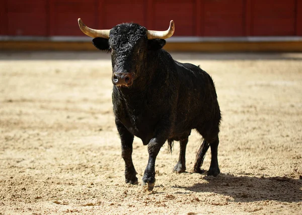 Іспанська Бичка Великими Рогами Традиційному Видовищі Бика — стокове фото