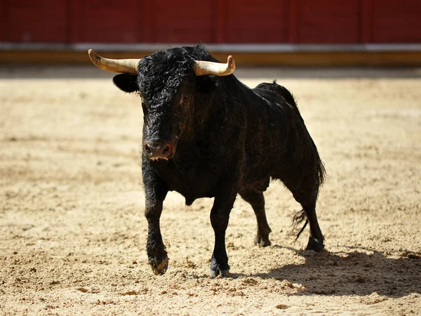 Spaanse Stier Met Grote Hoorns Een Traditioneel Stierengevecht — Stockfoto