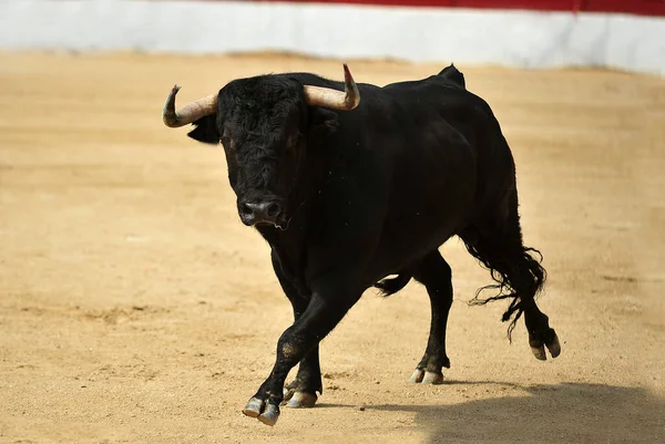 Hiszpański Byk Dużymi Rogami Tradycyjnym Spektaklu Walki Byków — Zdjęcie stockowe