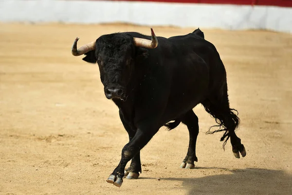 Ισπανικός Ταύρος Μεγάλα Κέρατα Ένα Παραδοσιακό Θέαμα Ταυρομαχίας — Φωτογραφία Αρχείου