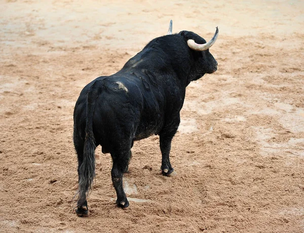 Spanska Stark Tjur Med Stora Horn — Stockfoto