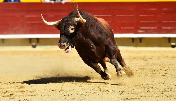 Touro Forte Espetáculo Tradicional Tourada — Fotografia de Stock