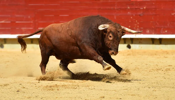 Ein Starker Stier Beim Traditionellen Stierkampf Spektakel — Stockfoto
