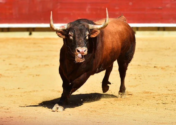 Een Sterke Stier Het Traditionele Spektakel Van Stierenvechten — Stockfoto