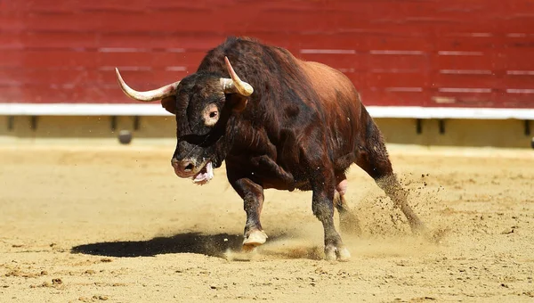 Toro Fuerte Tradicional Espectáculo Corridas Toros —  Fotos de Stock