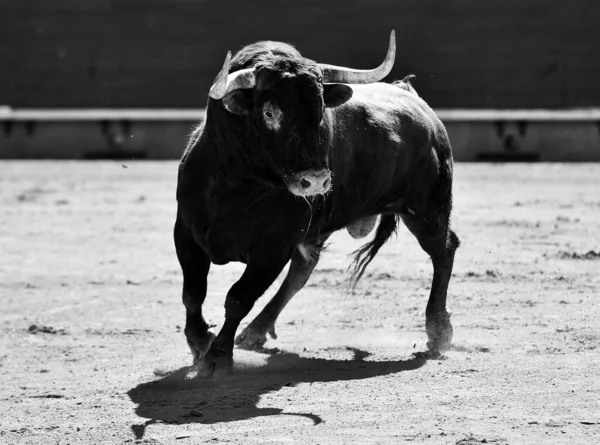 斗牛传统奇观中的一头强壮的公牛 — 图库照片