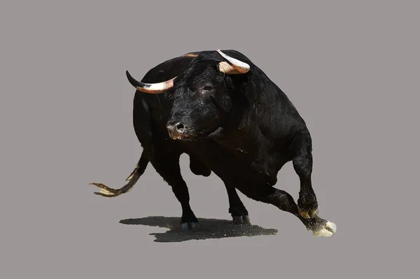 Spanish Bull Big Horns Running — Stock Photo, Image