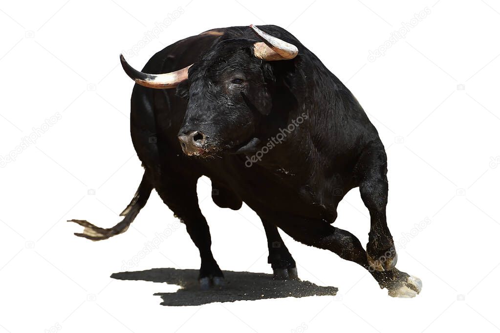 spanish bull with big horns running