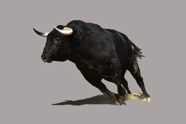 Toro Español Con Cuernos Grandes Corriendo — Foto de Stock