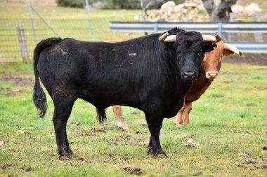 İspanyol sığırlarında güçlü bir boğa yetiştiriyor.