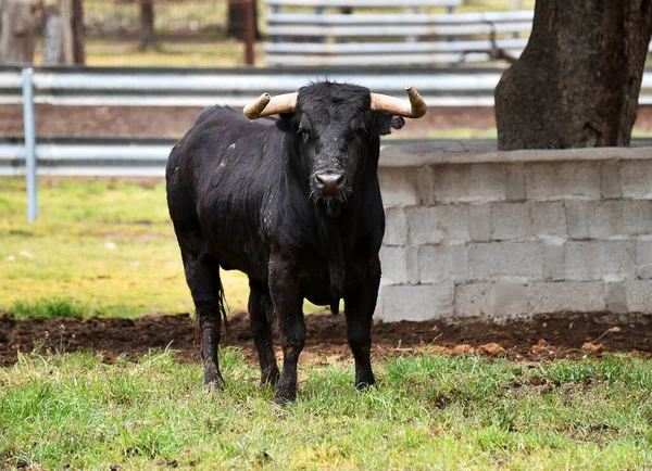 Spanyol Sığırlarında Güçlü Bir Boğa Yetiştiriyor — Stok fotoğraf
