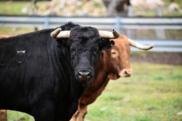 Ein Starker Bulle Der Spanischen Rinderzucht — Stockfoto