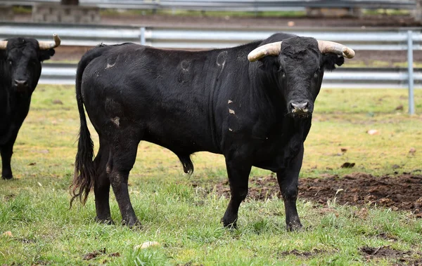 Ein Starker Bulle Der Spanischen Rinderzucht — Stockfoto
