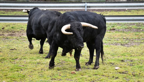 Toro Fuerte Ganadería Española —  Fotos de Stock