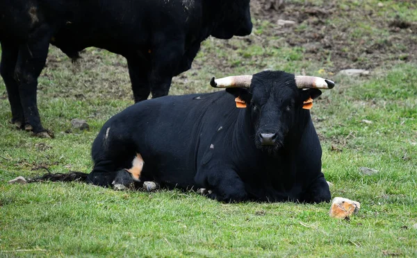 Spanyol Sığırlarında Güçlü Bir Boğa Yetiştiriyor — Stok fotoğraf