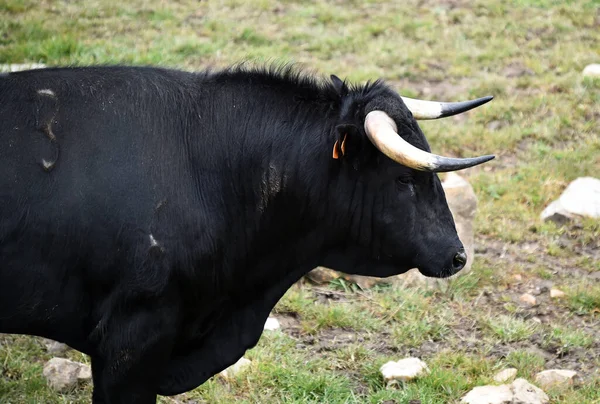 Een Sterke Stier Spaanse Veeteelt — Stockfoto