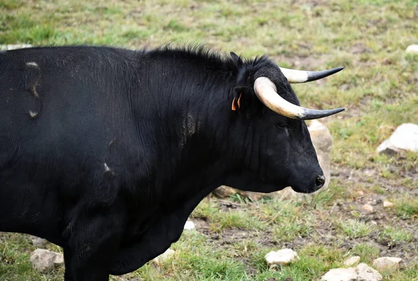 Stark Tjur Den Spanska Boskapsuppfödningen — Stockfoto