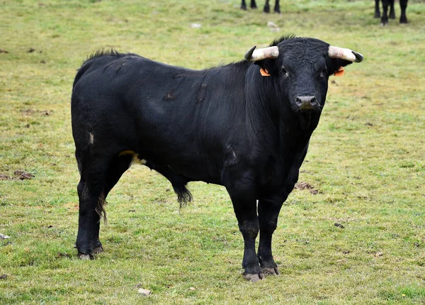 Toro Fuerte Con Cuernos Grandes Plaza Toros Española — Foto de Stock