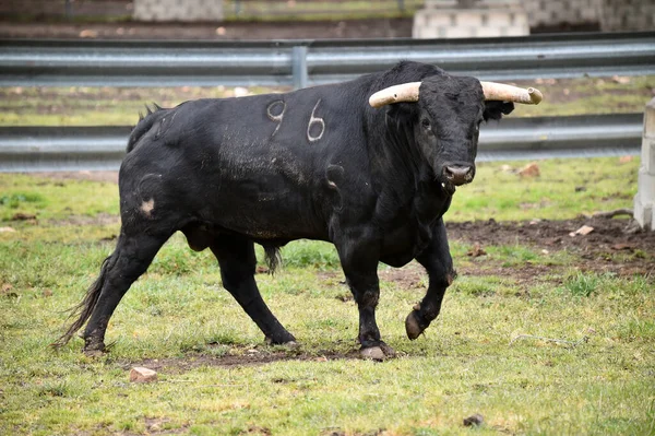 Toro Forte Nell Allevamento Bovino Spagnolo — Foto Stock