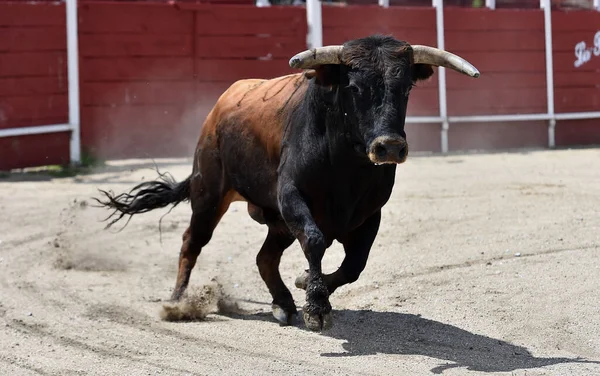 Big Bull Traditional Spectacle Bullfight Spain — Stock Photo, Image