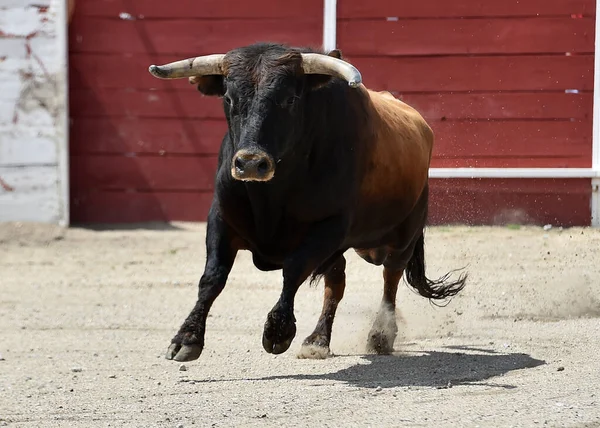 Grand Taureau Dans Spectacle Traditionnel Corrida Espagne — Photo