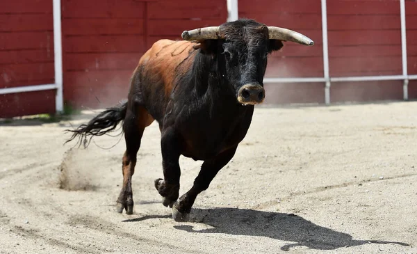 Big Bull Traditional Spectacle Bullfight Spain — Stock Photo, Image