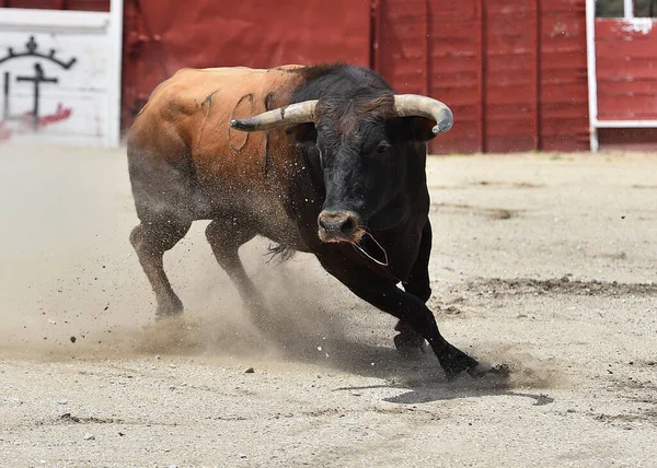 Ein Großer Stier Bei Einem Traditionellen Stierkampf Spektakel Spanien — Stockfoto