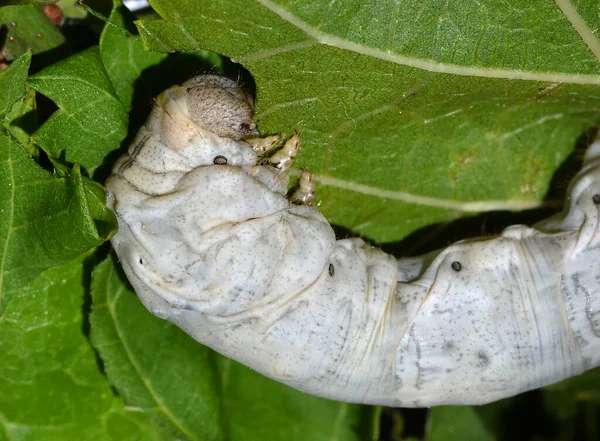 Silkworm Eating Mulberry Leaves — Stock Photo, Image