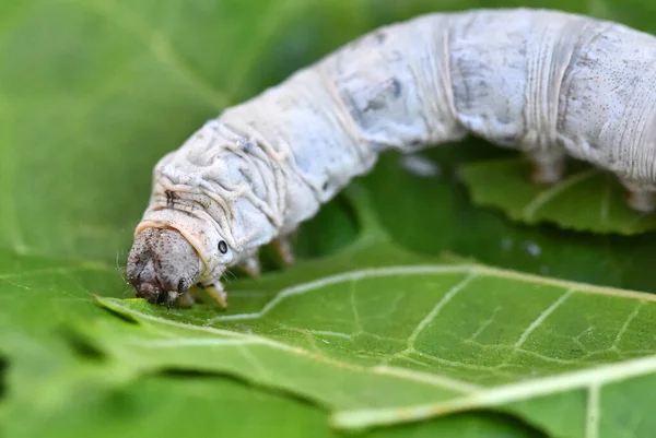 Silkworm Eating Mulberry Leaves — Stock Photo, Image