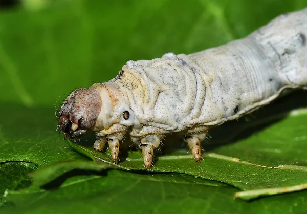 Silkworm Eating Mulberry Leaves — Stock Photo, Image