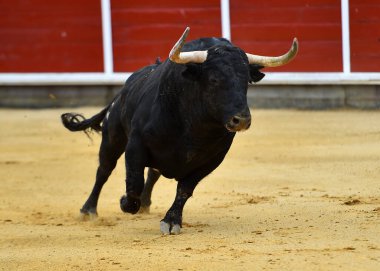 İspanyol boğa ringinde boynuzları olan güçlü bir boğa.