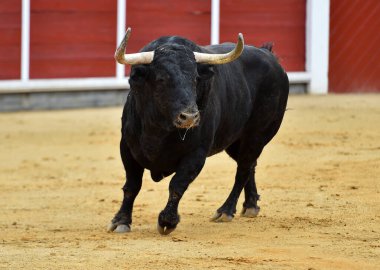 İspanyol boğa ringinde boynuzları olan güçlü bir boğa.