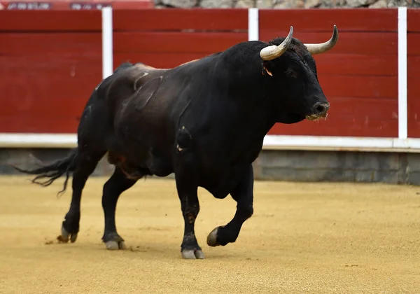 一头长着大牛角 长着西班牙牛群的强壮公牛 — 图库照片