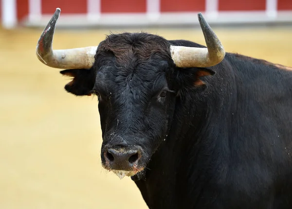 Ein Starker Stier Mit Großen Hörnern Der Spanischen Stierkampfarena — Stockfoto