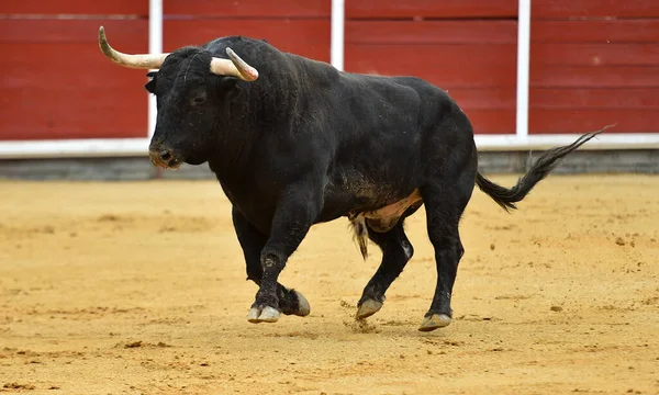 Strong Bull Big Horns Spanish Bullring — Stock Photo, Image