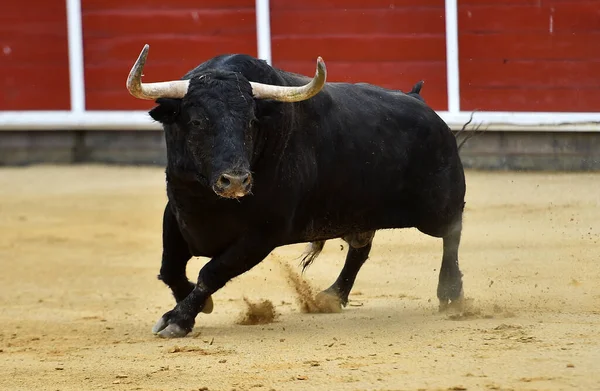 Taureau Espagnol Avec Grandes Cornes Dans Spectacle Traditionnel Corrida — Photo