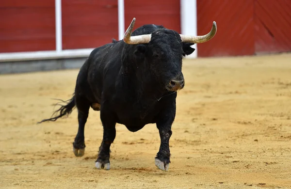 Taureau Fort Avec Grandes Cornes Arène Espagnole — Photo