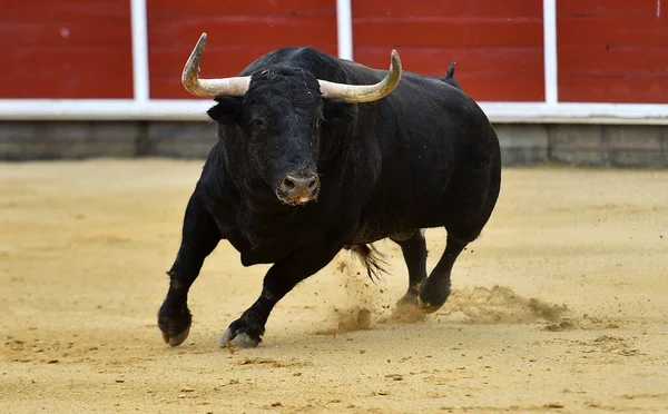 Spaanse Stier Met Grote Hoorns Een Traditioneel Stierengevecht — Stockfoto