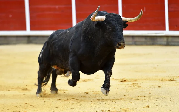 Erős Bika Nagy Szarvakkal Spanyol Bikagyűrűben — Stock Fotó