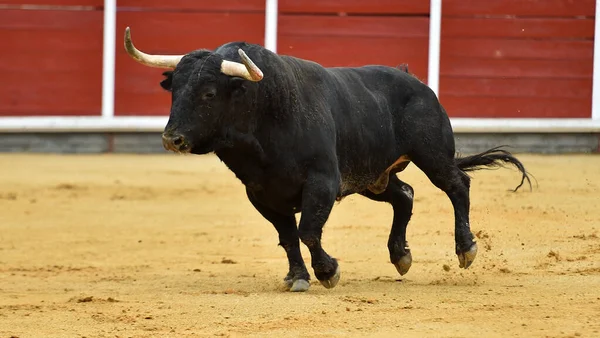 Een Sterke Stier Met Grote Hoorns Spaanse Arena — Stockfoto