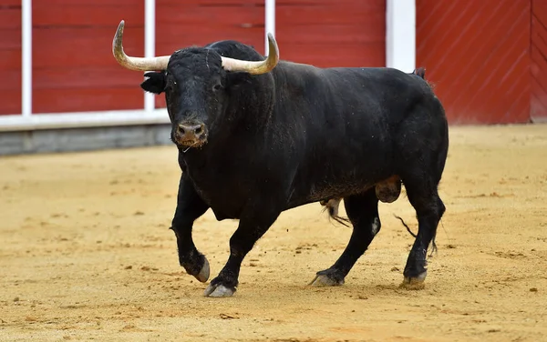 Toro Forte Con Grandi Corna Bullring Spagnolo — Foto Stock
